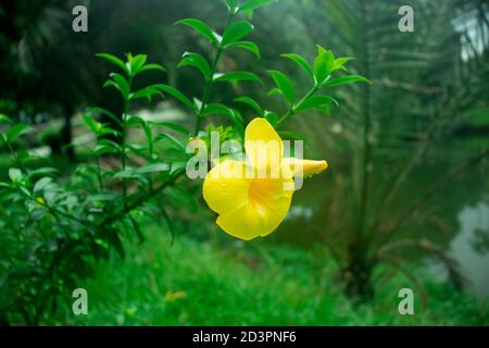 préférez l'humus-riche c'est un genre de plus de 1,000 espèces de plantes à fleurs Banque D'Images