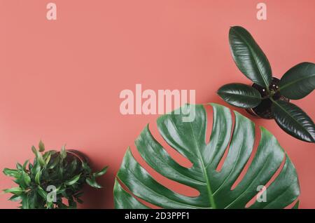 Cadre exotique de plantes tropicales avec monstère et ficus sur rouge arrière-plan Banque D'Images