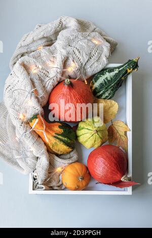 Différents types de citrouilles sur un plateau blanc décoré d'une guirlande festive. Concept des vacances d'automne. Vue de dessus, plan d'appartement. Banque D'Images