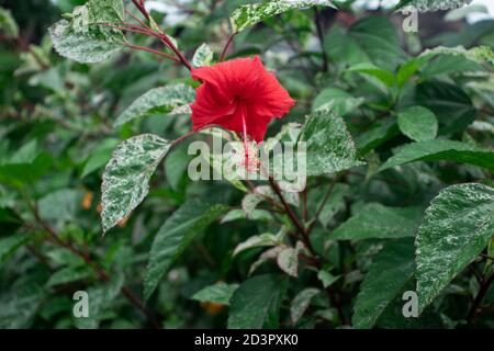 Fleur d'hibiscus rouge (rose de chine) ou fleur de Joba Banque D'Images