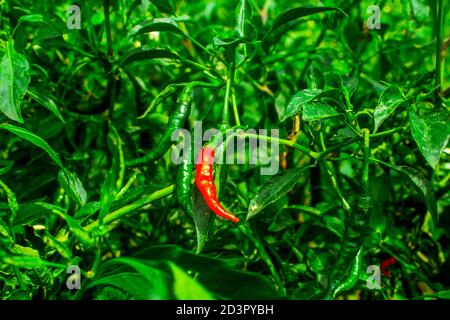 Il y a tellement de piments rouges dans le grand champ Banque D'Images