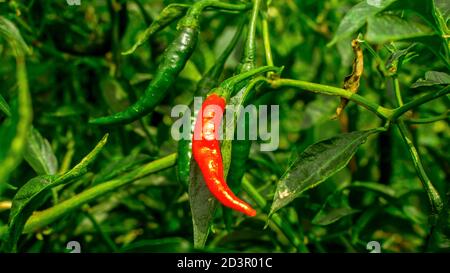 Piment rouge dans le grand champ Banque D'Images