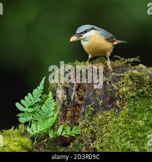 Nuthatch eurasien ( Sitta europaea ) Mise en cache de noix dans les bois gallois 2020 Banque D'Images