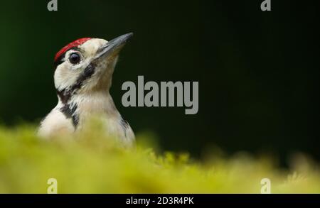 Gros plan du Grand pic à pois juvénile ( Dendrocopos majeur ) Sur le sol de la forêt de mousse montrant le chapeau rouge août 2020 Banque D'Images