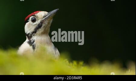 Gros plan du Grand pic à pois juvénile ( Dendrocopos majeur ) Sur le sol de la forêt de mousse montrant le chapeau rouge août 2020 Banque D'Images