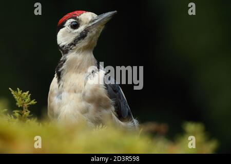 Gros plan du Grand pic à pois juvénile ( Dendrocopos majeur ) Sur le sol de la forêt de mousse montrant le chapeau rouge août 2020 Banque D'Images