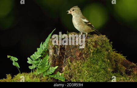 Chaffinch femelle ( Fringilla coelebs ) dans un habitat typique des bois, pris au pays de Galles 2020. Banque D'Images