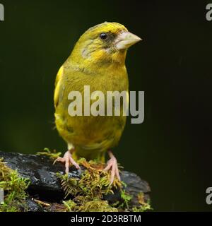 Adulte mâle européen Greefinch ( chloris chloris ) sur des mousses montrant un plumage lumineux et coloré, pays de Galles 2020 Banque D'Images