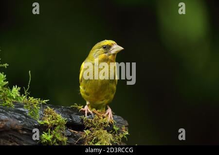 Adulte mâle européen Greefinch ( chloris chloris ) sur des mousses montrant un plumage lumineux et coloré, pays de Galles 2020 Banque D'Images