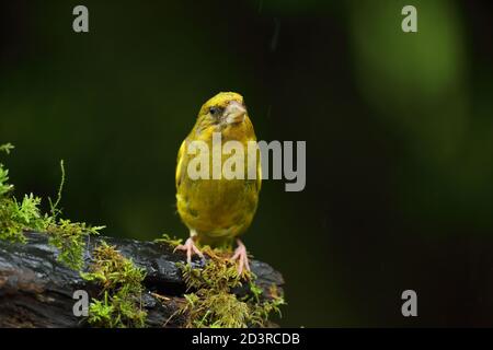 Adulte mâle européen Greefinch ( chloris chloris ) sur des mousses montrant un plumage lumineux et coloré, pays de Galles 2020 Banque D'Images