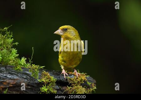 Adulte mâle européen Greefinch ( chloris chloris ) sur des mousses montrant un plumage lumineux et coloré, pays de Galles 2020 Banque D'Images