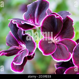 Gros plan sur des fleurs bordeaux de pélargonium (Prince noir) avec une bordure blanche sur un fond vert flou. Banque D'Images