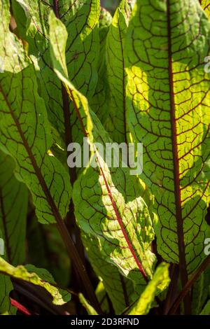 Sorrel à veiné rouge, légume vert Banque D'Images