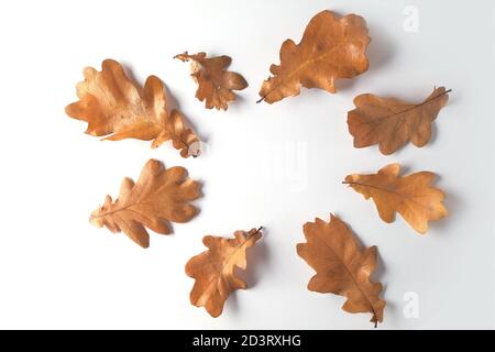 Motif de feuilles de chêne d'automne de couleur bronze isolées sur fond blanc. Copier l'espace et la vue de dessus. Banque D'Images