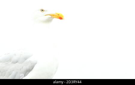 Image « High Key » surexposée de l'European Herring Gull ( Larus argentatus ) sur fond blanc, prise à New Quay Wales 2020. Banque D'Images