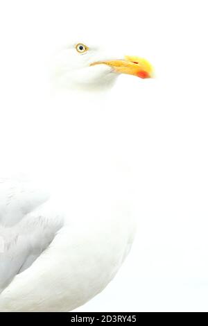 Image « High Key » surexposée de l'European Herring Gull ( Larus argentatus ) sur fond blanc, prise à New Quay Wales 2020. Banque D'Images