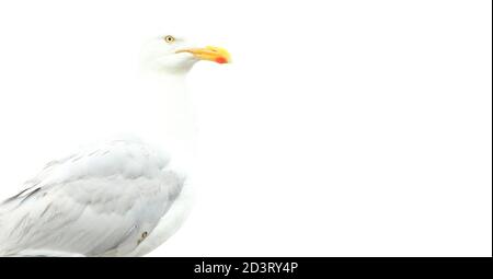 Image « High Key » surexposée de l'European Herring Gull ( Larus argentatus ) sur fond blanc, prise à New Quay Wales 2020. Banque D'Images