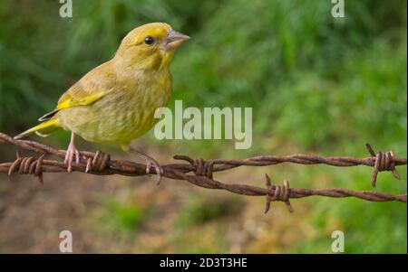 Le jeune groenfinch européen ( Chloris Chloris ) capturé à distance avec un grand angle au pays de Galles, été 2020. Banque D'Images