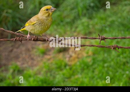 Le jeune groenfinch européen ( Chloris Chloris ) capturé à distance avec un grand angle au pays de Galles, été 2020. Banque D'Images