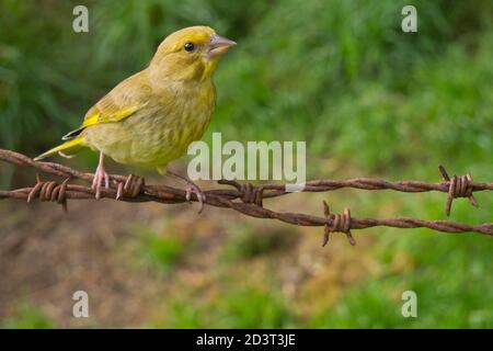 Le jeune groenfinch européen ( Chloris Chloris ) capturé à distance avec un grand angle au pays de Galles, été 2020. Banque D'Images