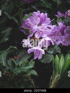 Les fleurs de Rhododendron pourpres s'ouvrent avec des gouttelettes sur elles et ses feuilles Banque D'Images