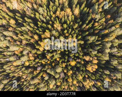 Forêt mixte. Automne dans la forêt Banque D'Images