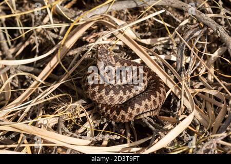 Jeune additionneur (Vipera berus), Royaume-Uni Banque D'Images