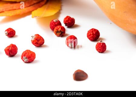 Acorn sur fond blanc Banque D'Images