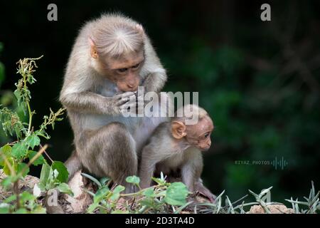 Chapeau Macaque avec son bébé Banque D'Images