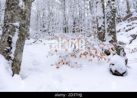 Arbres enneigés dans la forêt. Neige sur les feuilles jaunes d'automne. Forêt de hêtre. Concept de l'arrivée de l'hiver. Arrière-plan naturel en hiver. Forêt avec Banque D'Images