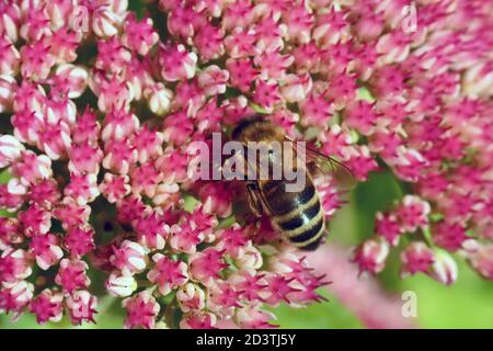 Abeille (APIs mellifera), se nourrissant du nectar et pollinant une fleur rose de Sedum dans un jardin de Somerset.UK Banque D'Images