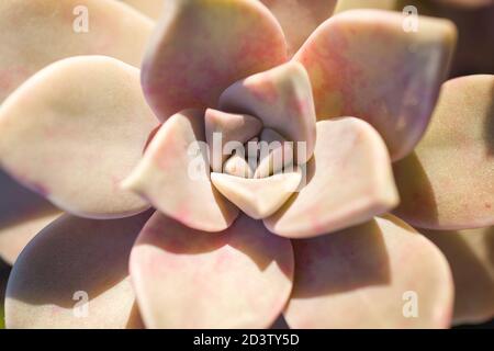 Une plante fantôme (Graptopetalum Paraguayense) avec des reflets roses vus du dessus illuminés par une lumière latérale. Banque D'Images