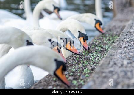 Les cygnes muets se nourrissant au bord d'un lac, mangeant des petits pois, une alternative plus saine au pain. Angleterre, Royaume-Uni. Cygnus olor, anatidae, sauvagine, oiseau, oiseaux Banque D'Images