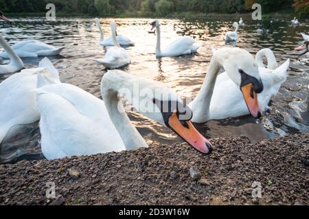 Les cygnes muets se nourrissant au bord d'un lac, mangeant des petits pois, une alternative plus saine au pain. Angleterre, Royaume-Uni. Cygnus olor, anatidae, sauvagine, oiseau, oiseaux Banque D'Images