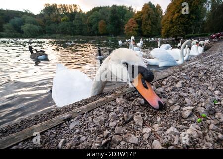 Les cygnes muets se nourrissant au bord d'un lac, mangeant des petits pois, une alternative plus saine au pain. Angleterre, Royaume-Uni. Cygnus olor, anatidae, sauvagine, oiseau, oiseaux Banque D'Images