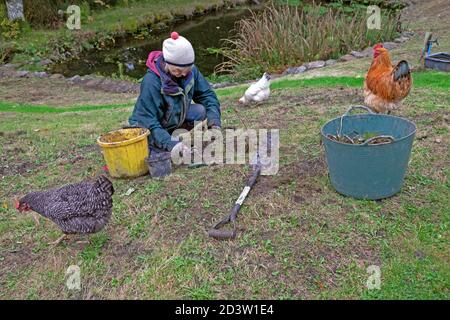 Femme transplantant plante dans la zone de pelouse par un étang à créez une prairie de fleurs sauvages avec des poulets de gamme libre dans le jardin En automne pays de Galles Royaume-Uni KATHY DEWITT Banque D'Images