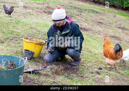 Femme tenant une plante pour transplanter des plantes dans la pelouse et désherbage pour faire une prairie de fleurs sauvages dans le jardin en automne PAYS DE GALLES ROYAUME-UNI KATHY DEWITT Banque D'Images