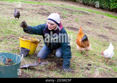 Femme de désherber la zone de pelouse pour enlever de grandes mauvaises herbes vivaces à faites une prairie de fleurs sauvages et des poulets de gamme libre dans le jardin En automne pays de Galles Royaume-Uni KATHY DEWITT Banque D'Images