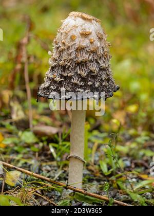 Le champignon Shaggy Mane (Coprinus comatus) libère des spores en automne dans le centre-sud de l'Alaska. Banque D'Images