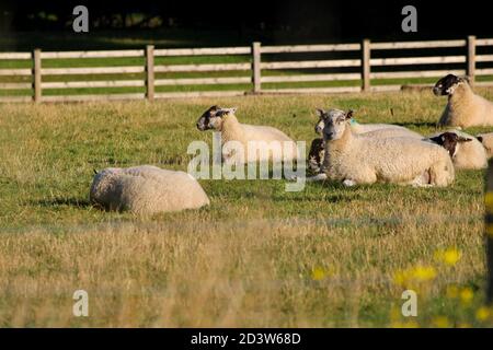 Moutons couchés sur l'herbe au soleil Banque D'Images