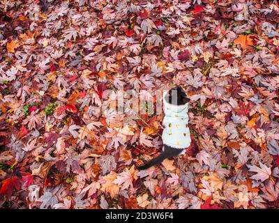 Le chaton noir et blanc se tient à l'extérieur sur les feuilles d'automne au sol. La vue ci-dessus montre sa jolie veste à fourrure blanche et petits coeurs. Banque D'Images