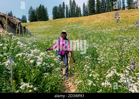 Entouré d'asters blancs sur le sentier Teton Crest, parc national de Grand Teton, Wyoming Banque D'Images