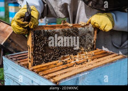 Bee master sur apiary. Homme dans le chapeau de protection travaille avec ruche. Apiculteur examinant les abeilles sur une ferme d'abeilles sur fond vert nature. Banque D'Images