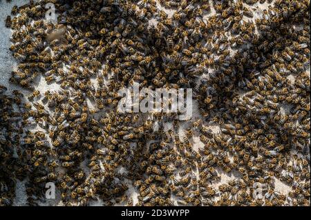 Les abeilles rampent sur des nids d'abeilles. Les abeilles travaillent dans la ruche. Un gros plan. Production de miel Banque D'Images