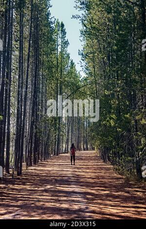 Promenade dans la forêt près du lac Jackson, parc national de Grand Teton, Wyoming, États-Unis Banque D'Images