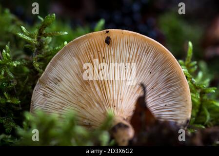 Texture du fond de champignon parmi la mousse verte. Photo macro de texture champignon Banque D'Images