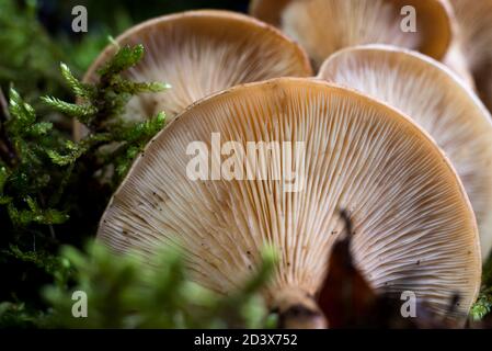 Texture du fond de champignon parmi la mousse verte. Photo macro de texture champignon Banque D'Images