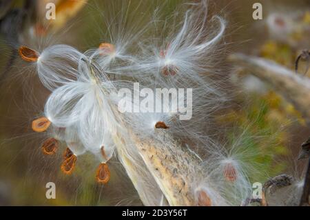Gousse de graines de moulkaded débordant de graines, soufflant dans le vent Banque D'Images