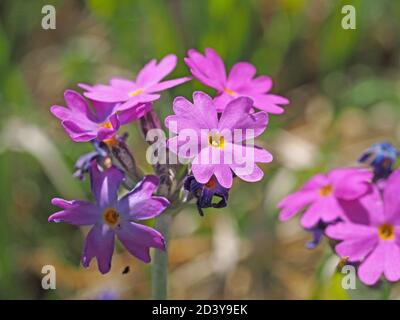Fleurs violettes roses de primula farinosa (primula farinosa) avec centre jaune distinctif (d'après lequel il est nommé) à Cumbria, Angleterre, Royaume-Uni Banque D'Images