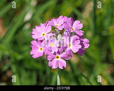 Fleurs violettes roses de primula farinosa (primula farinosa) avec centre jaune distinctif (d'après lequel il est nommé) à Cumbria, Angleterre, Royaume-Uni Banque D'Images